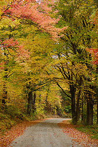 秋天的佛蒙特路树木季节缠绕叶子风景乡村橙子森林国家树叶图片