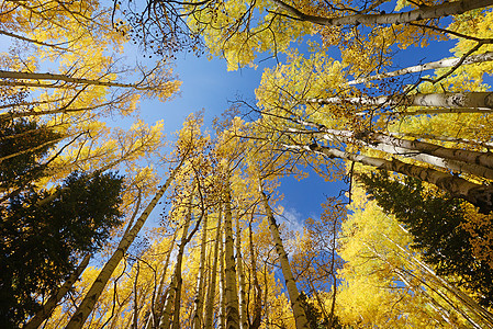 秋秋树森林蓝色叶子白色树干黄色植物季节旅游荒野图片