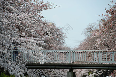 三川樱花花白色粉色绿色季节天空植物花园蓝色图片