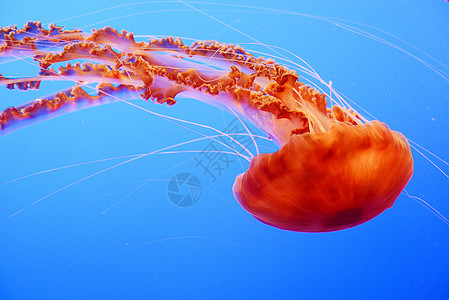 橙黄色水母动物异国水族馆荨麻触手橙子热带蓝色野生动物海洋学图片