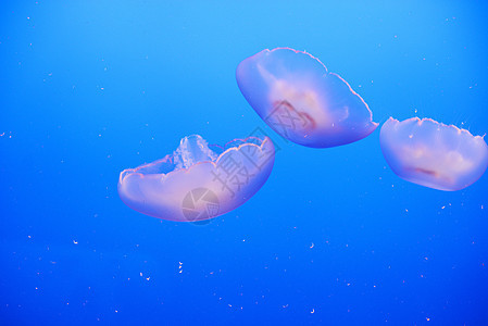 橙黄色水母触手荨麻游泳生物橙子动物海洋蓝色异国情调图片