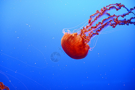 橙黄色水母野生动物生物危险荨麻触手海洋热带漂浮生活蓝色图片