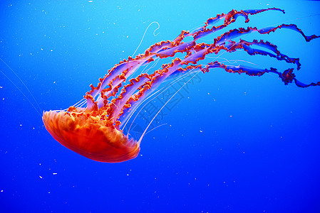 橙黄色水母情调触手游泳危险生物水族馆漂浮海洋橙子蓝色图片