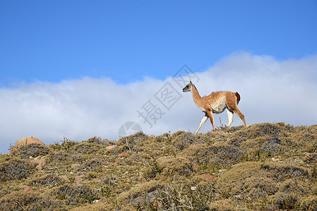 瓜阿纳科和帕塔哥尼亚山野生动物旅行山脉蓝色风景动物爬坡天空动物群国家图片