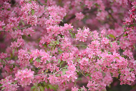 樱花花花瓣粉色背景图片