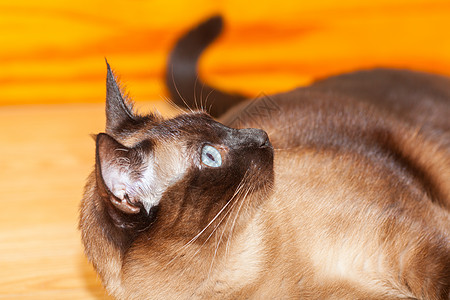 一只美丽的蓝眼睛的可爱西阿米斯养猫肖像黑色棕色哺乳动物猫咪眼睛蓝色面具小猫大眼睛毛皮图片