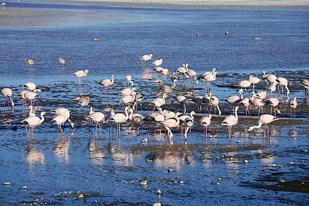 波利维亚的法拉明戈粉色火烈鸟沙漠情调动物野生动物荒野异国公园旅行图片