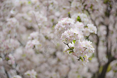 樱花花季节性粉色背景图片