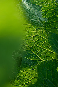 绿叶特写背景植物群叶子静脉植物生态植物学昆虫骨骼辣根环境图片