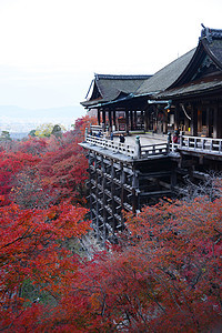 京都的落叶寺庙文化季节森林神社地标风景花园宗教树叶图片