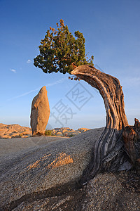 沙漠中的孤树生长编队地面国家植物树干公园图片