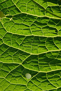 绿叶特写背景坡度植物群植物香料叶子昆虫萝卜环境食物叶脉图片