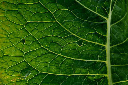绿叶特写背景生态环境条纹烹饪叶子萝卜植物群艺术食物花园图片