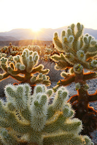 Cholla 仙人掌花园植物植物学背光阴影荒野公园沙漠旅行娱乐国家背景图片