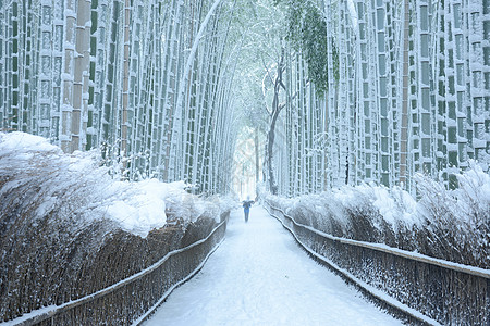 雪中竹木林花园竹子绿色植物地标旅游冻结白色图片