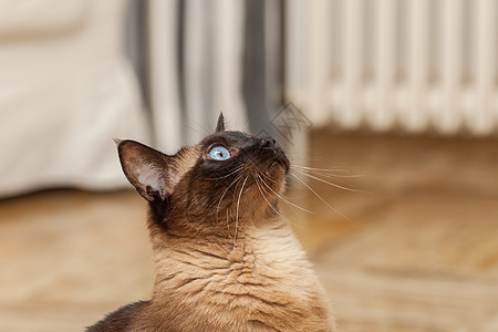 一只美丽的蓝眼睛的可爱西阿米斯养猫肖像毛皮蓝色哺乳动物宠物眼睛棕色猫咪小猫面具大眼睛图片