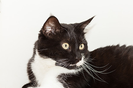 一只长着黄眼睛的可爱黑白长毛猫的肖像相机哺乳动物黄色猫科动物黑色头发毛皮宠物虎斑白色图片