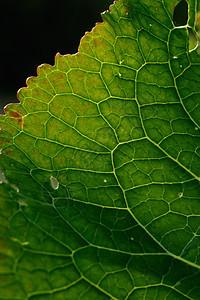 绿叶特写背景宏观骨骼植物群叶子季节静脉叶脉辣根植物学生态图片