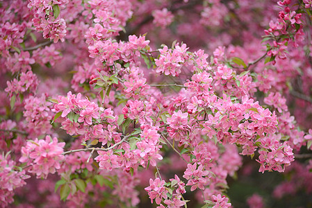 樱花花花瓣粉色背景图片