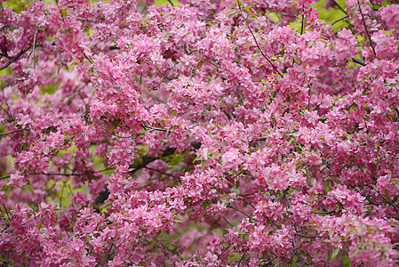 樱花花粉色季节性背景图片