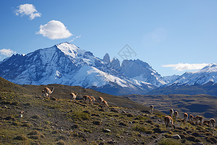瓜阿纳科和帕塔哥尼亚山爬坡天空旅行动物群荒野野生动物国家蓝色风景哺乳动物图片