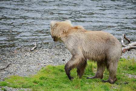 上海大灰熊动物野生动物捕食者哺乳动物棕色食肉公园荒野毛皮国家图片