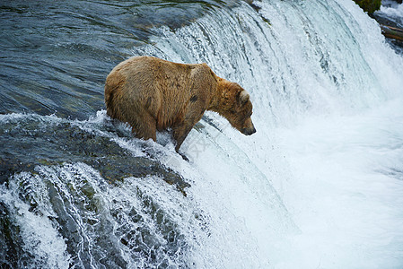 大灰熊狩猎鲑鱼瀑布动物钓鱼食肉哺乳动物公园毛皮荒野野生动物捕食者图片