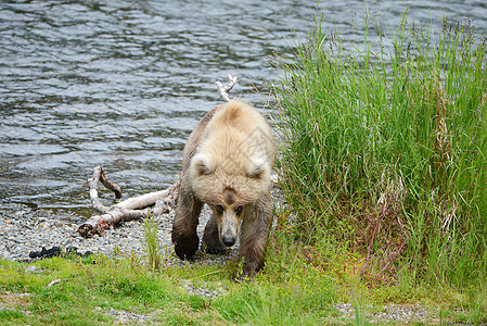 上海大灰熊毛皮棕色食肉捕食者荒野野生动物哺乳动物动物国家公园图片