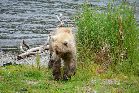 上海大灰熊野生动物食肉毛皮国家捕食者哺乳动物公园棕色动物荒野图片