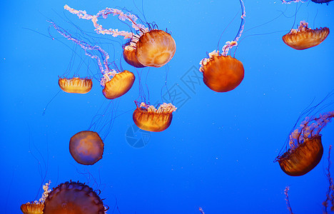 橙黄色水母游泳漂浮蓝色异国触手橙子热带野生动物海洋学荨麻图片