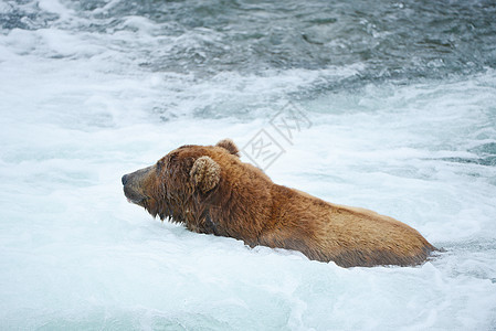大灰熊狩猎鲑鱼野生动物食肉荒野钓鱼哺乳动物公园动物瀑布毛皮捕食者图片