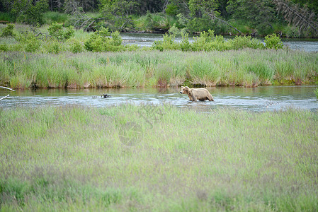 上海大灰熊棕色捕食者食肉公园毛皮国家野生动物哺乳动物荒野动物图片