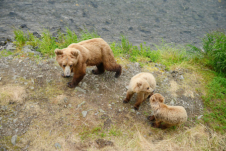 幼熊在卡塔迈动物婴儿哺乳动物荒野捕食者母亲国家幼兽公园生活图片