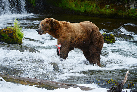 大灰熊狩猎鲑鱼野生动物哺乳动物食肉捕食者毛皮动物荒野瀑布公园钓鱼图片