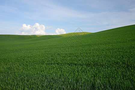 沃克顿农场山丘陵公园土地爬坡小麦绿色乡村农村农场植物图片