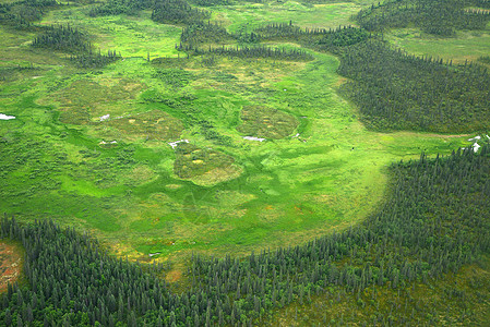 alaska 空中视图风景旅行飞机森林半岛绿色荒野公园图片