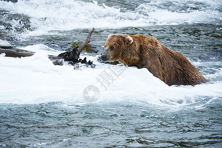 上海大灰熊捕食者动物毛皮公园荒野野生动物食肉哺乳动物棕色国家图片