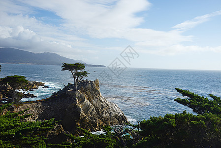 沿海一棵独树驾驶悬崖海岸海洋晴天天空海滩风景地平线树林图片