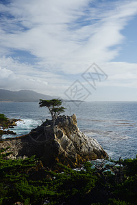 沿海一棵独树海洋地平线天空晴天悬崖海滩树林海岸风景驾驶图片