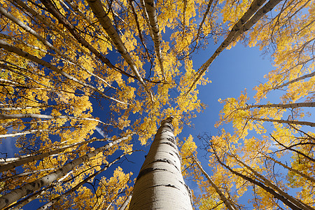 黄色天窗荒野季节天篷旅游白色森林叶子树干蓝色树木背景图片