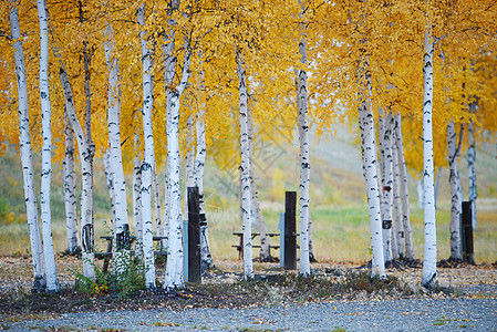 黄秋秋黄色树木公园森林风景金子叶子季节橙子背景图片