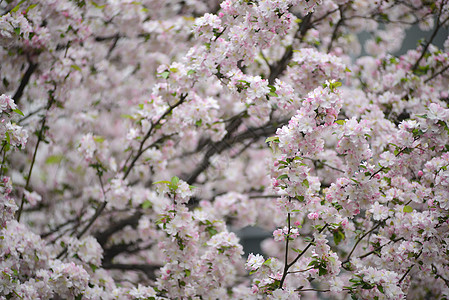 樱花花季节性粉色背景图片