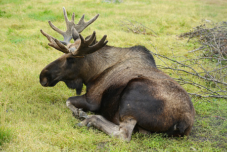 驼鹿鹿角野生动物树叶动物男性国家公园哺乳动物毛皮绿色图片