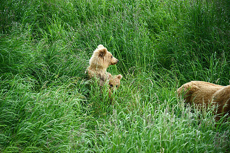 幼熊在卡塔迈国家生活野生动物哺乳动物幼兽公园荒野棕色食肉母亲图片
