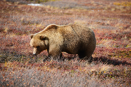 迪那利山灰熊苔原荒野动物生活棕色浆果捕食者哺乳动物公园脊椎动物图片