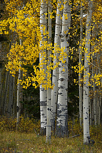 黄秋秋季节树木叶子森林白色荒野黄色风景树叶图片