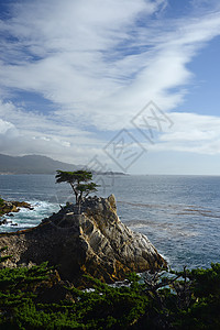 沿海一棵独树风景海滩晴天驾驶树林海岸地平线悬崖天空海洋图片