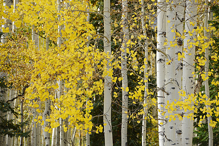 黄秋秋黄色荒野树叶叶子树木白色风景森林季节图片