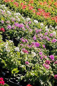春花市场上的花朵花卉生长园艺红色植物植物群绿色温室花园花瓣年度图片