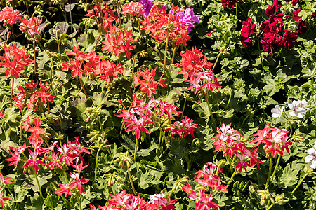 春花市场上的花朵花卉园艺花园绿色温室花瓣植物红色生长年度叶子图片